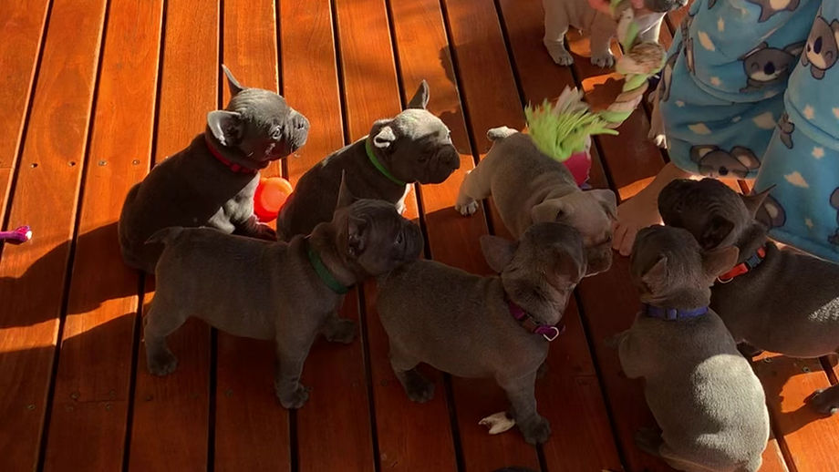 Betty & Lily's puppies 2023